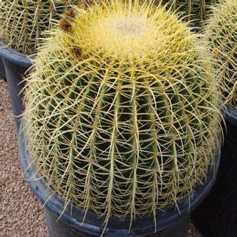 In summer, water more frequently than in winter. Echinocactus grusonii (Golden barrel cacti). Sunset: 11-24 ...