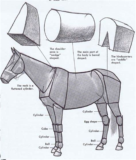Animal anatomy for artists : Learning to Draw From Imagination
