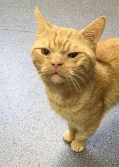 A Man Found The Grumpiest Cat Ever That Was Badly Injured In The