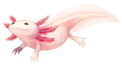 Tumblrnmehkt4e7a1tswl0jo1r1500png 500×267 Axolotl Cute Axolotl