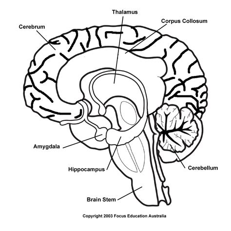Drawing Of The Brain With Labels At Explore