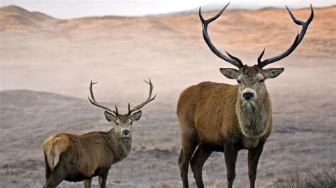 Marauding red deer face cull after ruining Stirling crops | Scotland