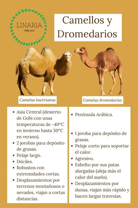 Camellos Y Dromedarios Son Bastante Diferentes🌟😊 Camello Y