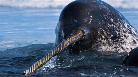 Narwhal With Two Tusks