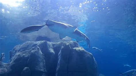 Shark Follow Hunter In Aquarium İstanbul Türkiye Youtube