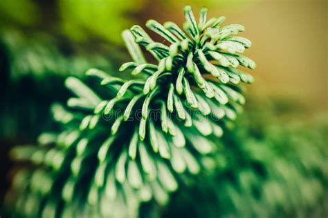 Evergreen Spruce Trees As Nature Art Background Green Pine Texture As