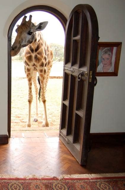 Giraffe Riddle The Logical Answer Is A Bloody Door