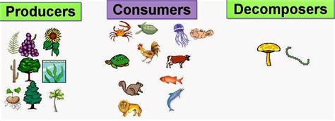 Science Online The Type Of The Living Organisms According To Their Feeding
