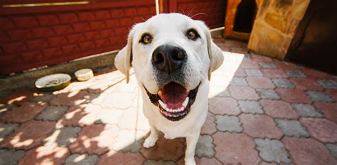 Trombocitopenia linear unit perros causas pdf. Porque Se Le Bajan Las Plaquetas A Los Perros - Noticias ...