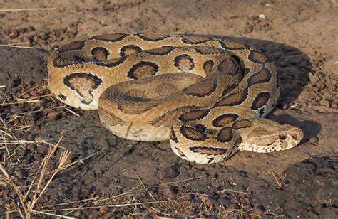 27 Most Venomous Snakes In The World Lcarscomnet The Lcars