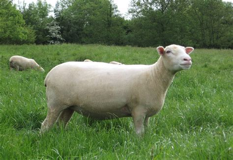 Gortleigh Poll Dorsets Pedigree Poll Dorset Sheep From Devon