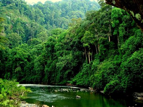 We Need To Protect Sabahs Forests Clean Malaysia