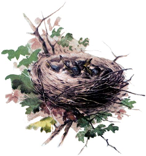 Baby Birds Image With Nest The Graphics Fairy