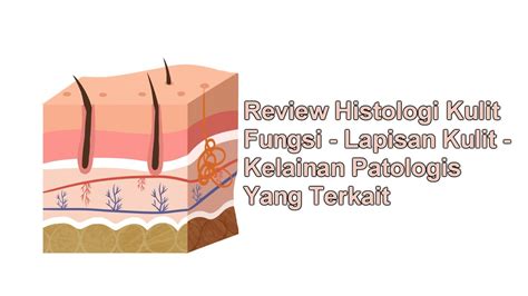 Review Cepat Histologi Kulit Fungsi Lapisan Kulit Patologis Youtube