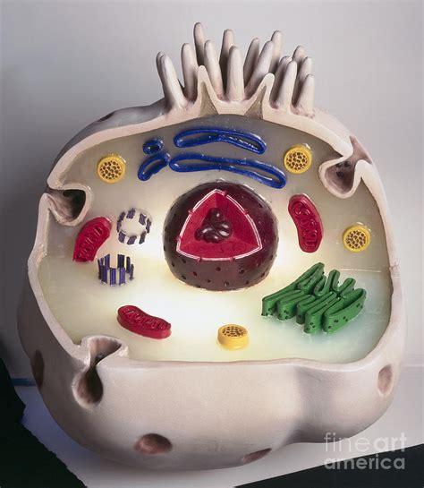Cell signaling occurs when individual cells communicate with one another in response to changes in though it's not a direct image of an animal cell, it was created to show processes that occur in. Model Of An Animal Cell Photograph by Geoff Brightling ...
