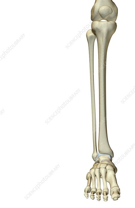 The Bones Of The Leg Stock Image F0016536 Science Photo Library
