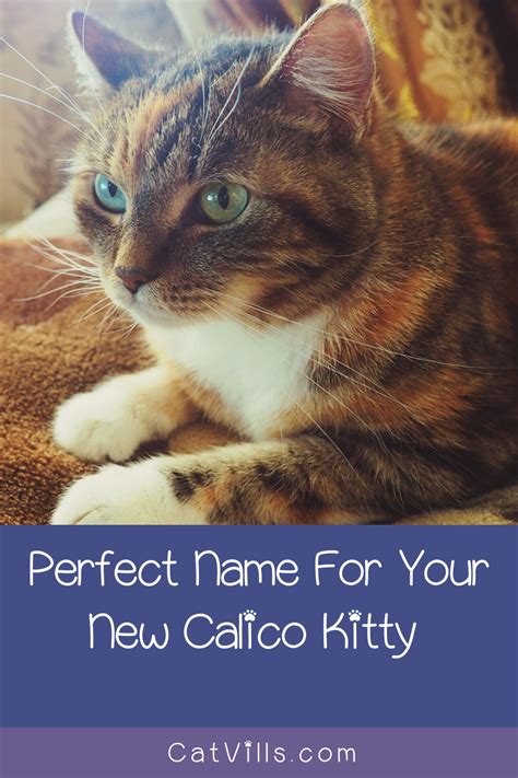 What Are Good Calico Cat Names | Animal Enthusias Blog