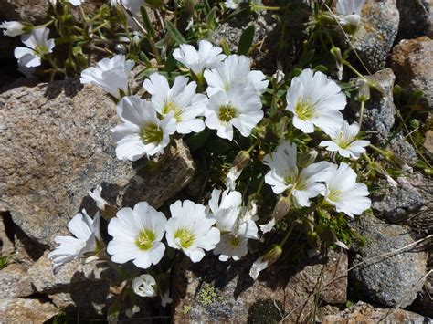 White Mountain Flowers Céraiste Alpin This Litlle Whit Flickr
