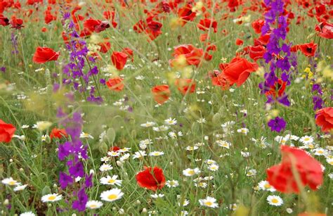 3008x1950 Daisies Poppies Flowers Field Summer Nature