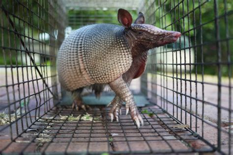 Unless you have an animal that you can have in your hand, killing humanely is very hard to do, magill said. Do Armadillos Bite? - Wildlife Pest Control
