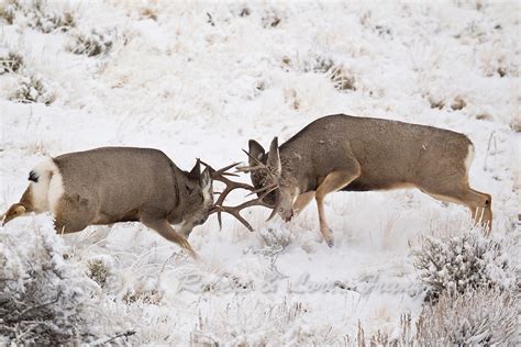 Dominant Mule Deer Bucks Fighting Yellowstone Nature Photography By D