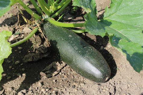 Cucumber is a long vegetable that is green and has moist flesh. Zucchinis are Ready and Cucumbers Around the Corner - Eric ...