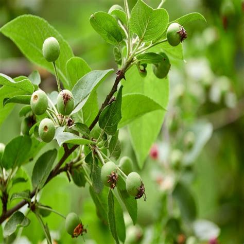 Malus Coronaria Sweet Crabapple Siteone