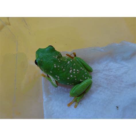 Mexican Dumpy Frog Juveniles Strictly Reptiles Inc