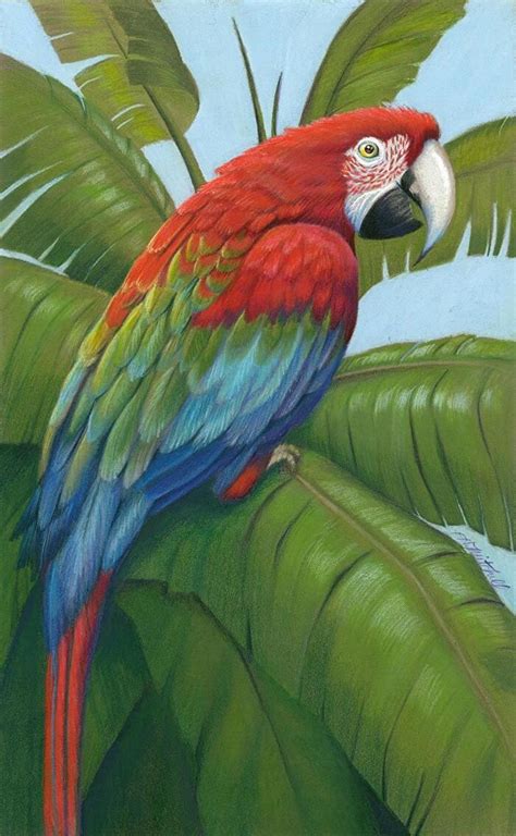 Here you can explore hq pencil drawing transparent illustrations, icons and clipart with filter setting like size, type, color etc. Green Winged Macaw by Heather A. Mitchell, Colored Pencil ...
