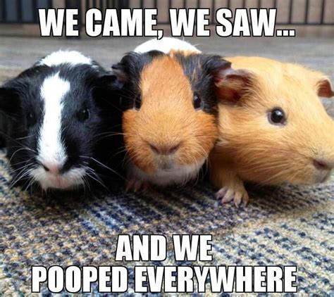 131 Best Guinea Pig Memes And Humor Images On Pinterest Guinea Pigs