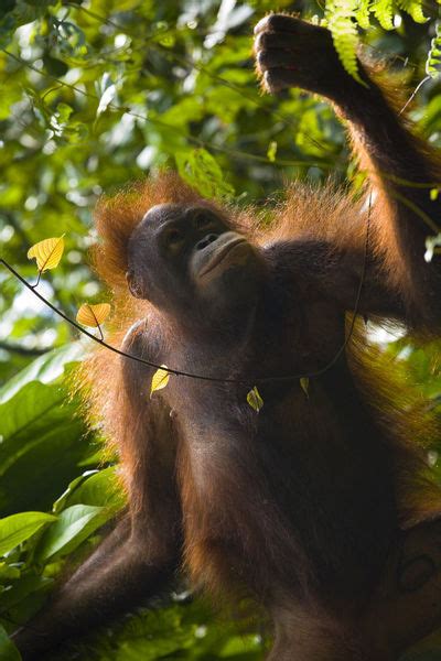 I am an art teacher with a passion to help grow your art skills/talent. "Sabah Malaysia, Borneo, Orang Utan" Picture art prints ...