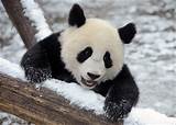 However, most of the greatest ideas were born from real life situations. Funny image: Cute Baby Panda Pictures