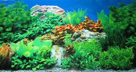 Best 36 Freshwater Aquarium Desktop Background On Hipwallpaper