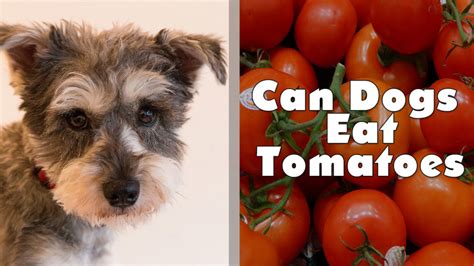 Can Dogs Eat Tomatoes Are Tomatoes Bad For Dogs All About Dogs