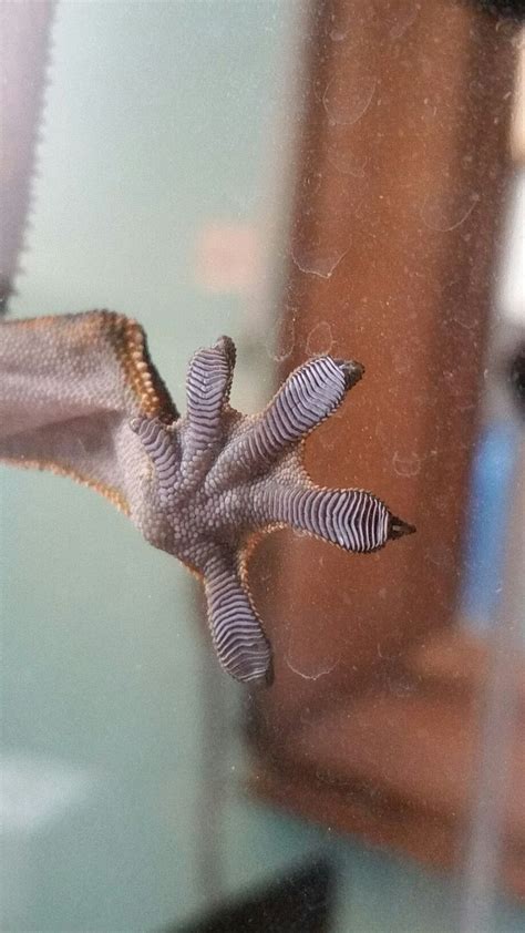 Crestie Feet Animals Gecko Lizard