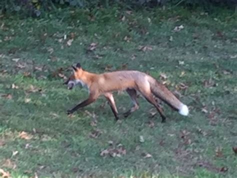 Rabid Fox Attacks Woman In New York Home Surveillance Cameras Capture It All Video