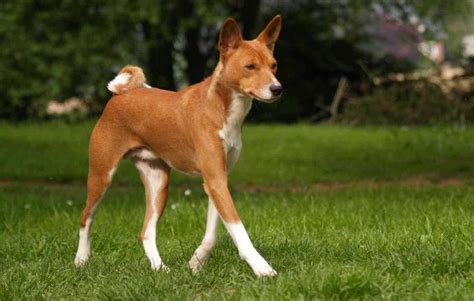 Basenji Barkless Dog Dog Breed Information Images