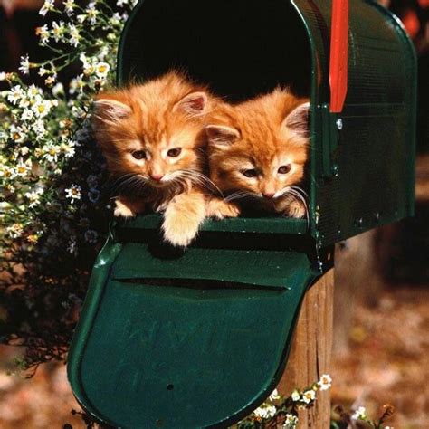 Cute Kittens In Letter Box Cute Small Animals Orange Tabby Cats