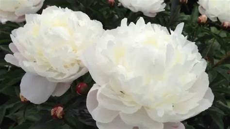 Peony White Frost Youtube