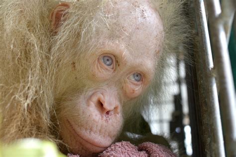 Indonesian Activists Rescue Albino Orangutan New Straits Times Malaysia General Business