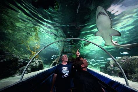 Top 3 Things In Kelly Tarltons Sea Life Aquarium Auckland