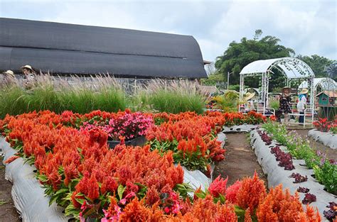 Tanaman hias bunga adalah tanaman yang berbunga indah pada fase generatif (fase berkembang biaknya suatu tanaman). Taman Bunga Begonia | List of Happiness