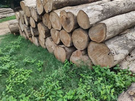 Brown Round Burma Teak Wood Logs Grade A Grade Thickness 110mm At Rs 1600cubic Feet In Bahraich