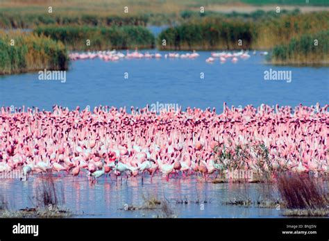 Lesser Flamingo Phoenicopterus Minor Kamfers Dam Kimberley Northern