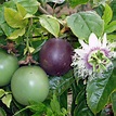 Passiflora edulis x – Passionfruit ‘Large Black’ seeds x 25 – Ole ...