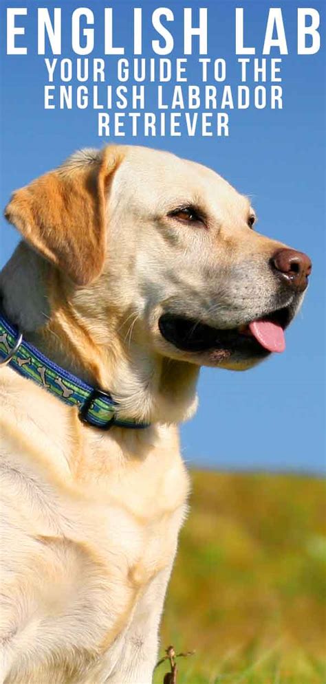 They are extremely reputable and involved with. English Lab - Your Guide To The English Labrador Retriever