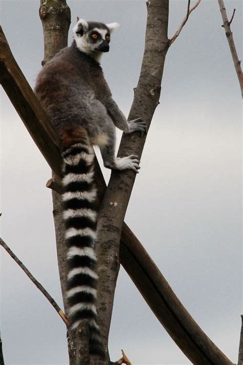 Ring Tailed Lemur Lemur Rings Animals