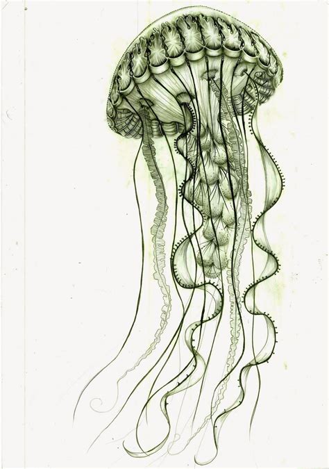 110 892 2748 Jellyfish Art Jellyfish Drawing Jellyfish Illustration
