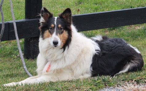 Collie Lassie For Sale Fredericksburg Oh Female Roxie Ac Puppies Llc