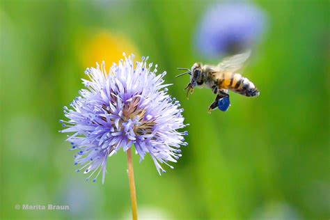 Bee With Purple Flower And Purple Pollen Baskets